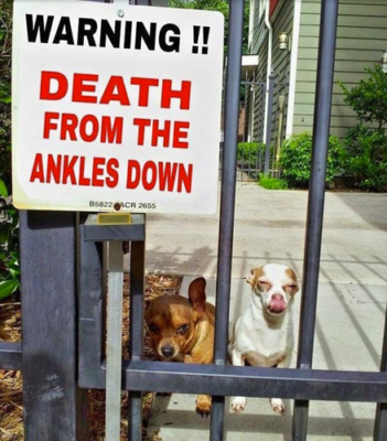 Chihuahua Life After Death Funny Warning Dog Sign 