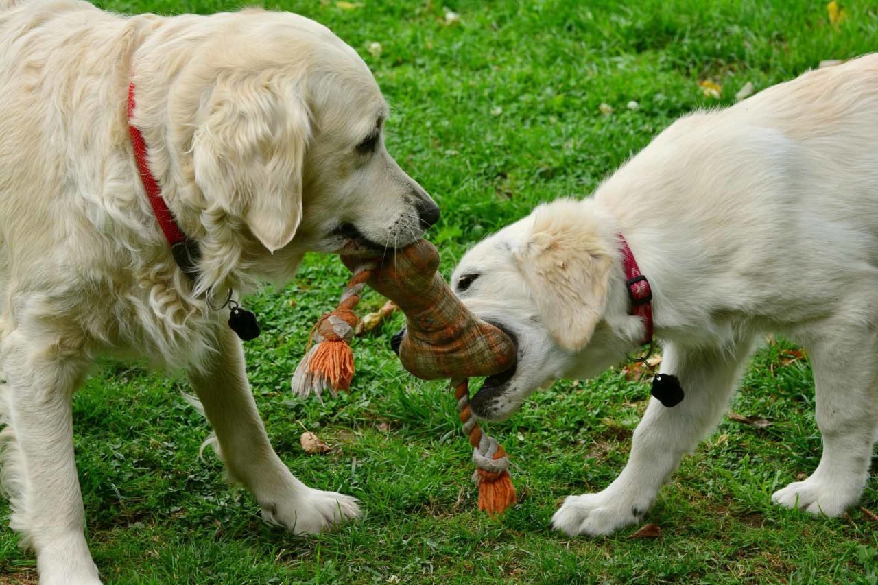 12 DIY Chew Toys You Can Make Today Prazuchi