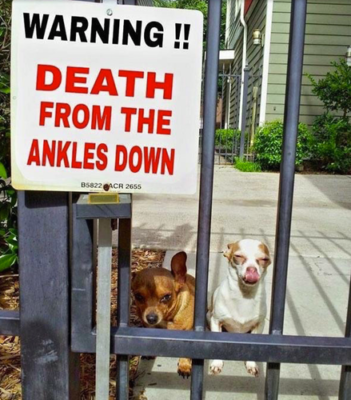 beware of cute dog sign