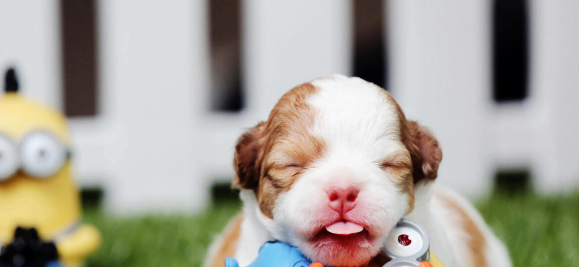 How To Take Care Of Newborn Neonatal Puppy At Home