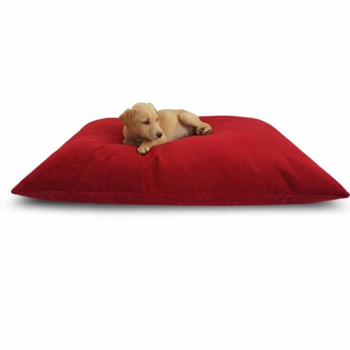 Waterproof Dog Bed Buy Online On Sale Free Delivery By Prazuchi