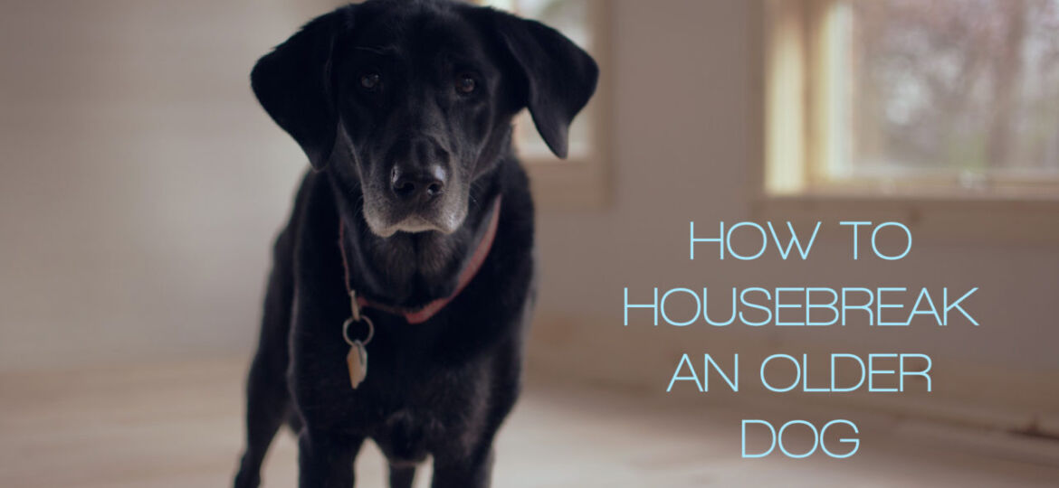 how to housebreak an older dog