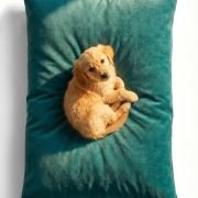 puppy resting on waterproof dog bed with easy clean cushion