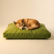medium dog resting on chew resistant dog bed