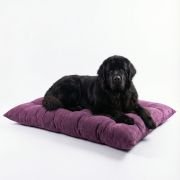 large dog sleeping on XXL tufted pet mat