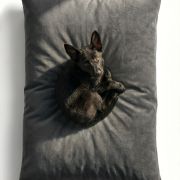 puppy lounging on a waterproof dog bed with removable cover