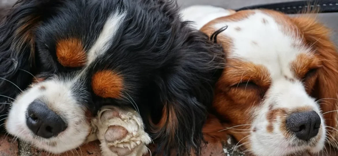 dogs-3178739_1920