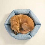large dog sleeping in spacious XL hexagonal bolster dog bed