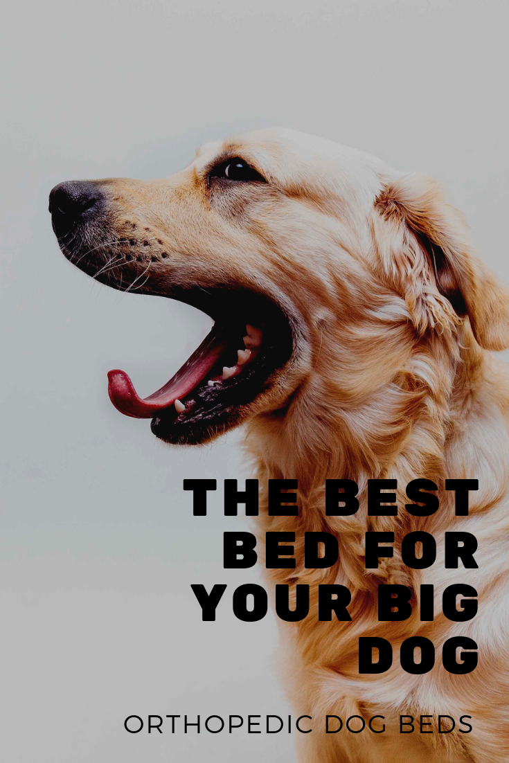 12 DIY Chew Toys you can make today! Prazuchi