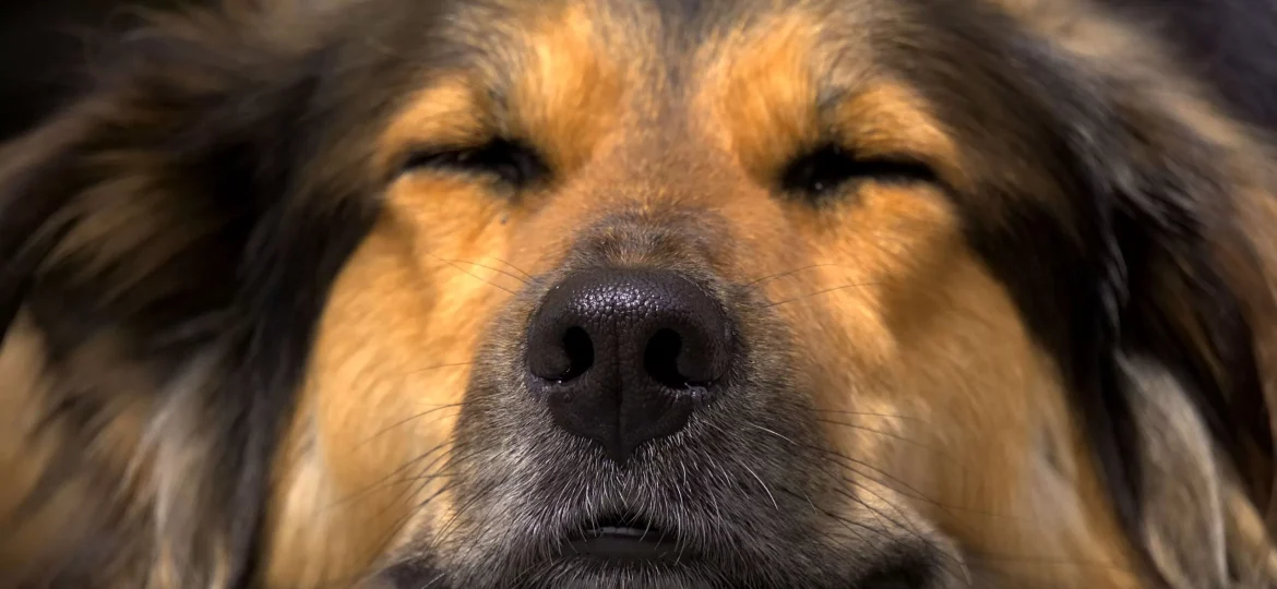 dog-2559466