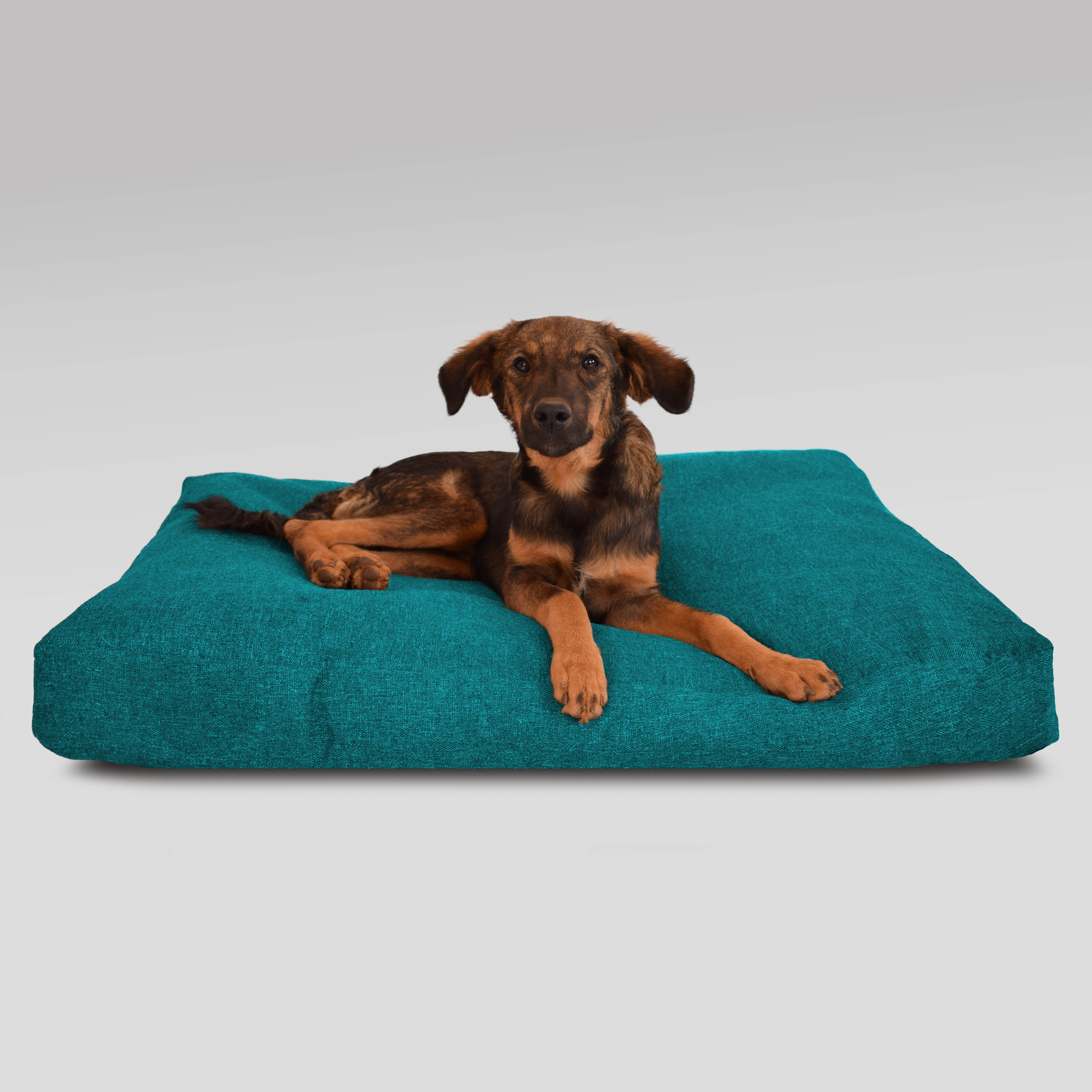 chew resistant dog bed
