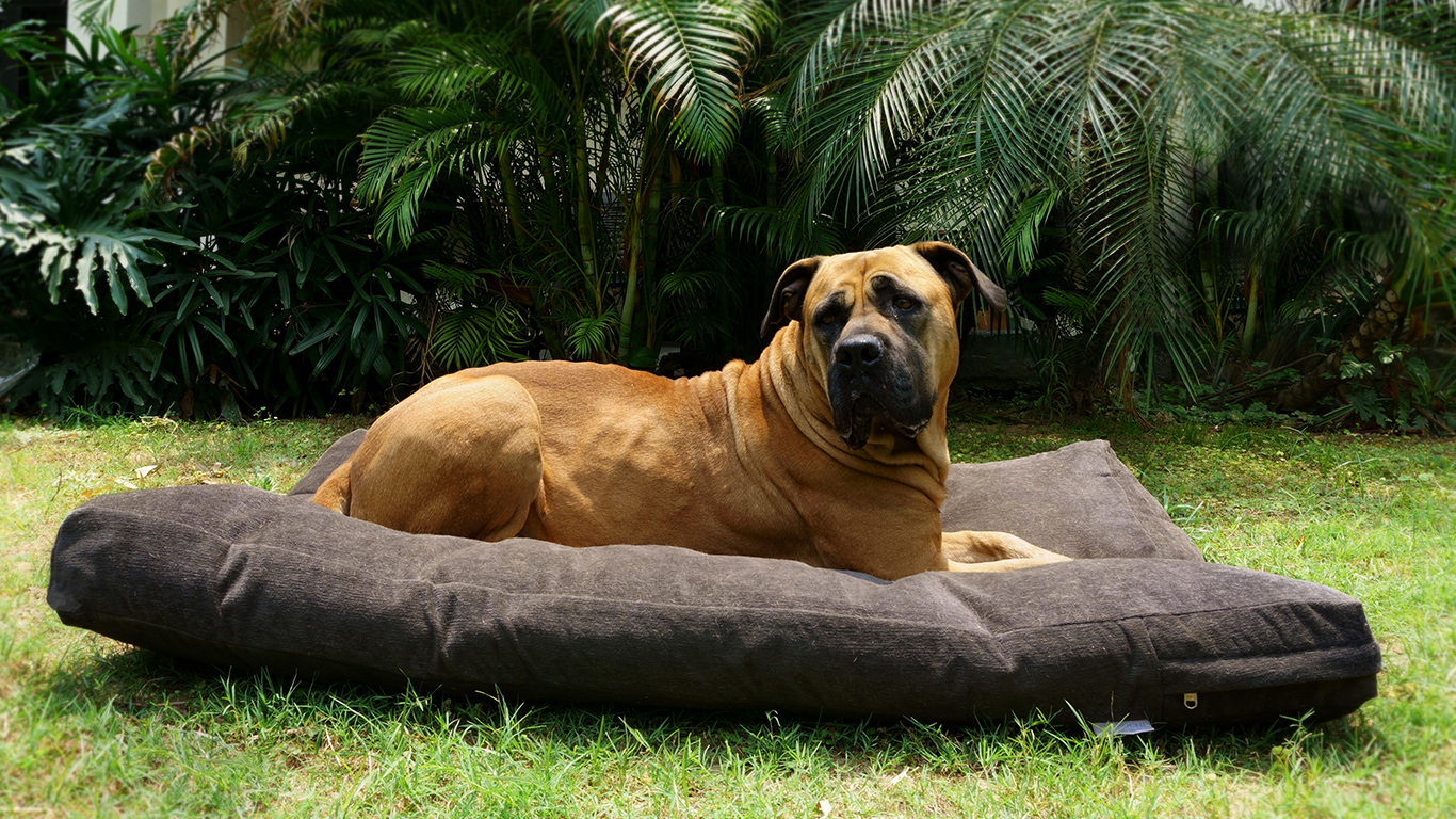 Chew proof dog on sale bed