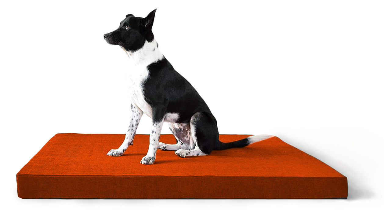 Buy Orthopedic Dog Bed by Prazuchi Waterproof Layered Foam