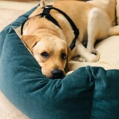 69114797_154287292328737_7641059198489056468_n