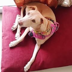 71186762_563887371017964_2143658381194778398_n