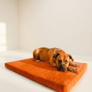 Orthopedic Dog Bed