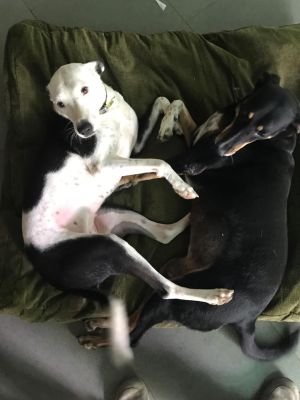 WhatsApp Image 2019-08-31 at 00.50.12 (1)